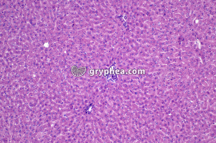 Foie x40 - gryphea.org